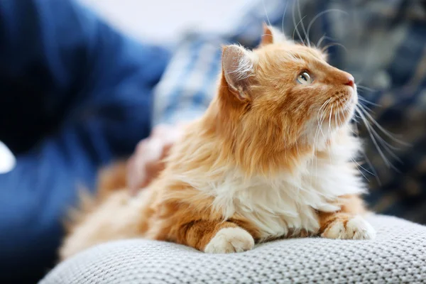 蓬松的红猫在枕头上 — 图库照片