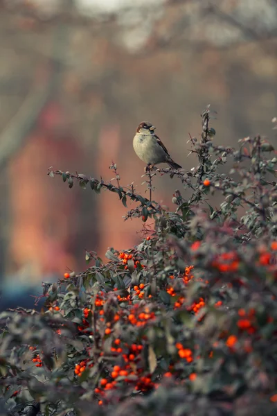 Malé vrabce na větvi — Stock fotografie