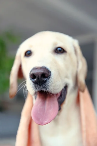 Wet Labrador dog's head — Stock Photo, Image