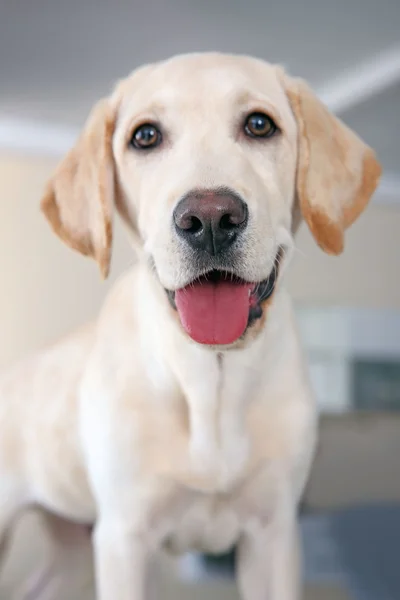 Cute labrador hond — Stockfoto