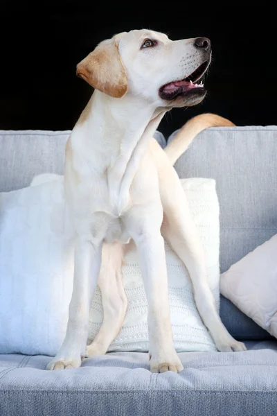 Cute Labrador dog on couch — Stock Photo, Image