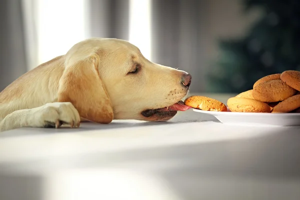 Roztomilý pes Labrador jíst cukroví — Stock fotografie