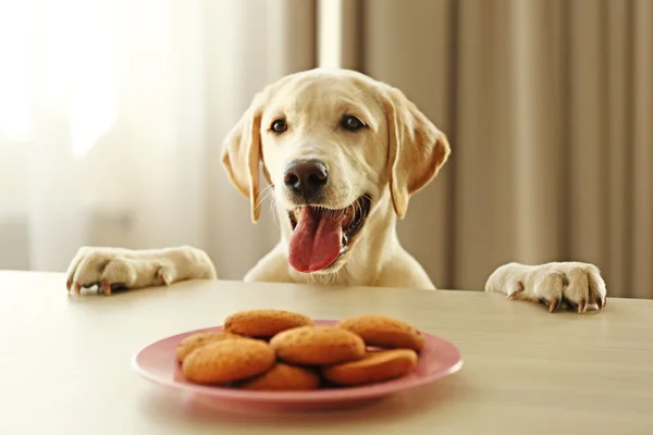 Cute Labrador hond en cookies — Stockfoto