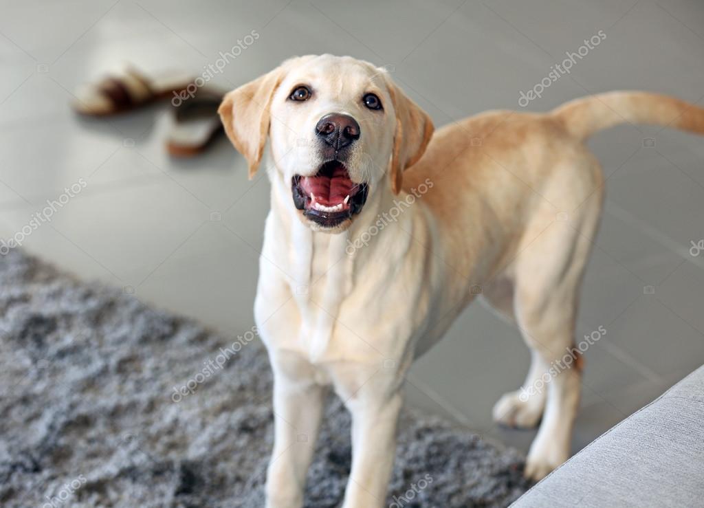 Cute Labrador dog at home Stock Photo by ©belchonock 98147946
