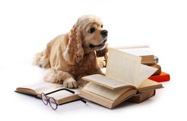 Köpek ve üzerinde beyaz izole kitap