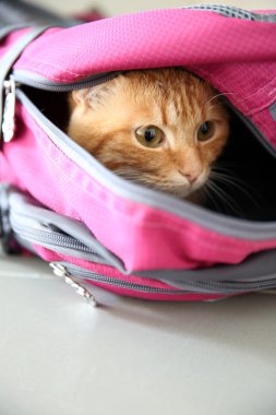 Spor çanta içinde kırmızı kedi