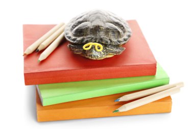 Turtle on pile of colourful books  clipart