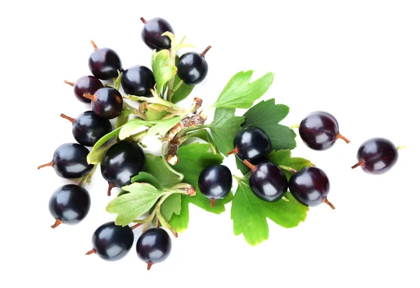 Wild black currant with green leaves isolated on white — Stock Photo, Image