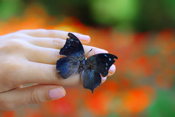 Colorful butterfly in hand — Stock Photo, Image