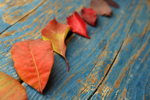 Feuilles d'automne fond — Photo