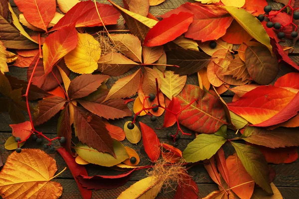 Herbstblätter — Stockfoto