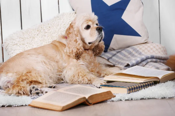 Hund mit Büchern auf Sofa drinnen — Stockfoto