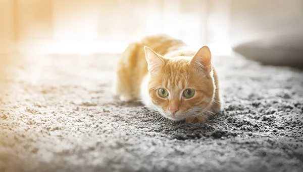 Рыжая кошка на полу — стоковое фото