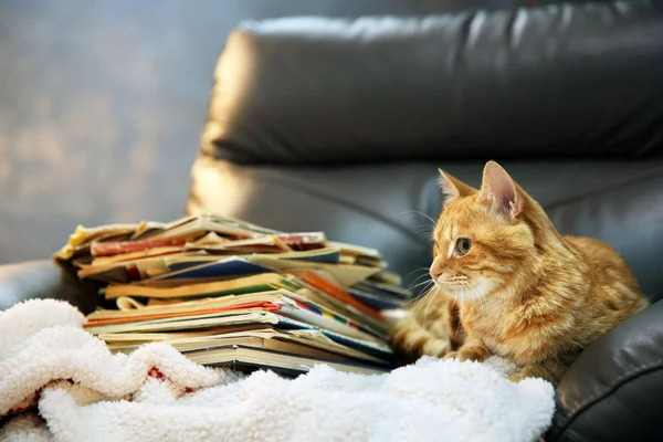 Rote Katze und Bücherstapel — Stockfoto