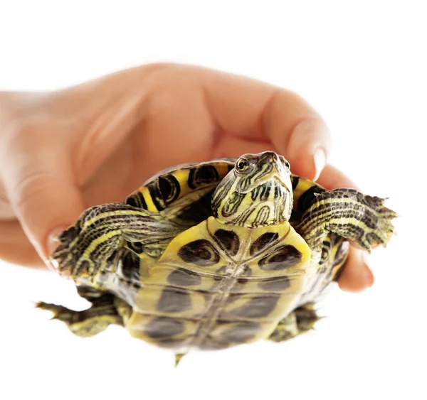 Schildkröte in Frauenhand — Stockfoto