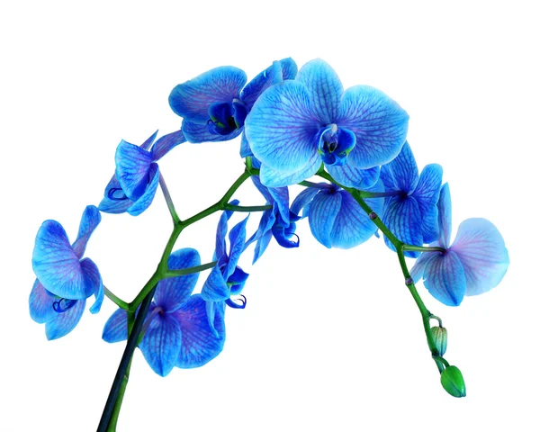 아름 다운 푸른 난초 꽃 — 스톡 사진