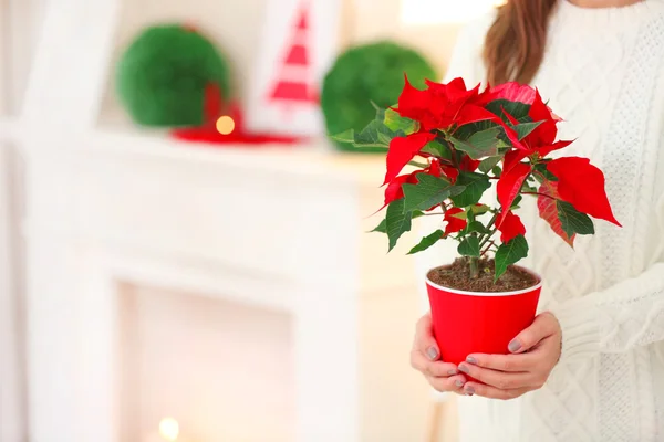 クリスマスの花ポインセチアの女性 — ストック写真