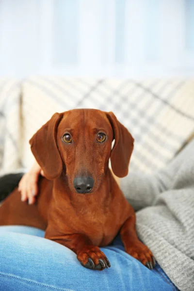 Femme avec chiot teckel mignon — Photo