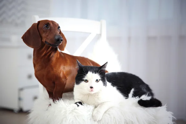 美しい猫とダックスフント犬 — ストック写真