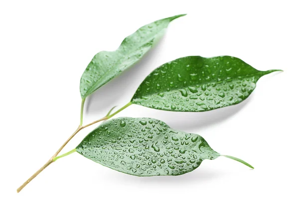 Gröna blad med vattendroppar — Stockfoto