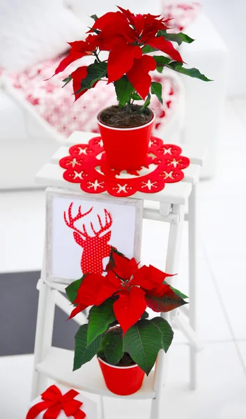 Vánoční hvězda vánoční květiny a dekorace — Stock fotografie