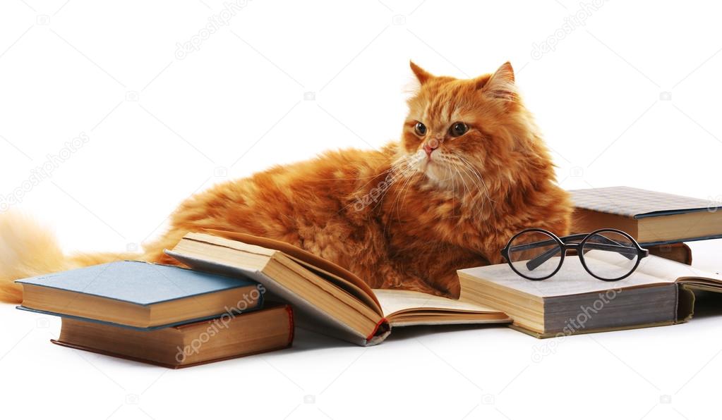 Red cat and books isolated on white