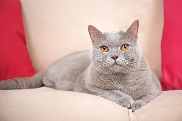 Bellissimo gatto grigio sul divano con cuscini rosa, da vicino — Foto Stock