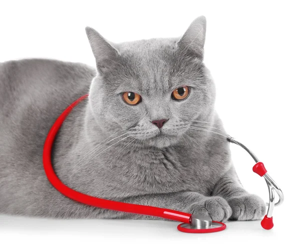 Short-hair grey cat with stethoscope isolated on white background — Stock Photo, Image