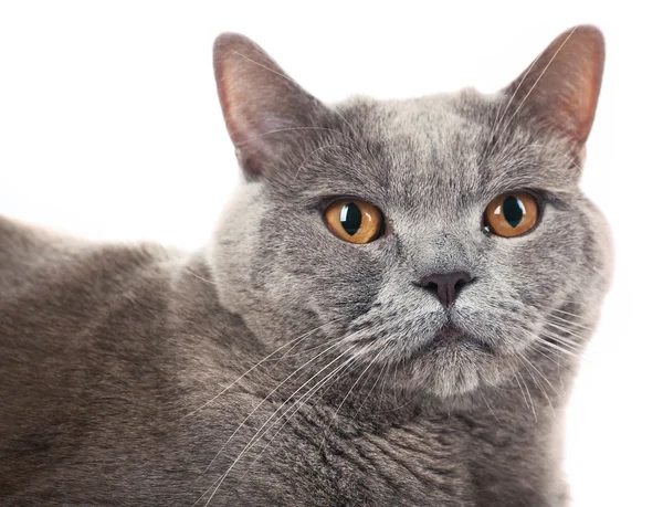 Gato gris pelo corto aislado sobre fondo blanco — Foto de Stock