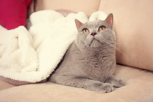 Krásná šedá kočka pod bílým pléd na pohovce s světlých polštářů, zblízka — Stock fotografie