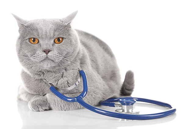 Kort-hår grå katt med stetoskop isolerad på vit bakgrund — Stockfoto