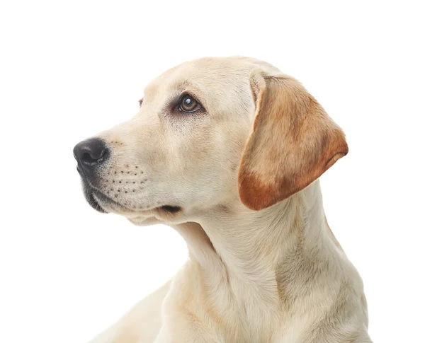 白い背景上に分離されて美しいラブラドル ・ レトリーバー犬 — ストック写真