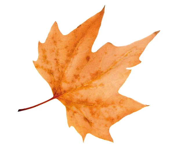 Dry maple leaf — Stock Photo, Image