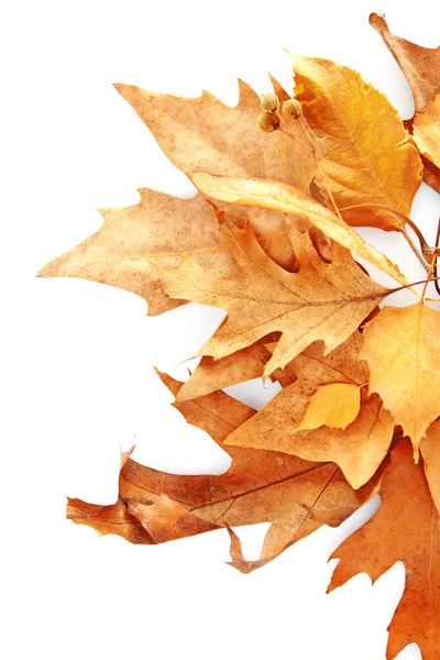 Дрейф сухих листьев клена — стоковое фото