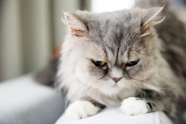 Gato gris en la habitación — Foto de Stock