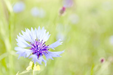 Renkli güzel Peygamber Çiçeği