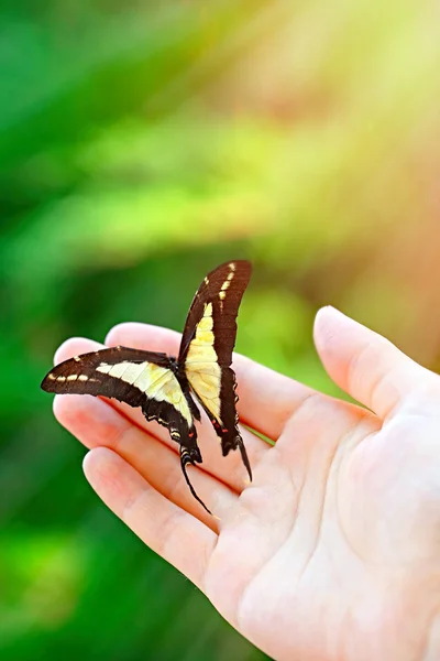 Beautiful colorful butterfly sitting on female hand, close-up — Stock Photo, Image