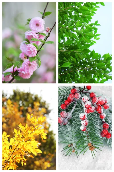 Vier seizoenen collage: meerdere foto's van prachtige bomen op verschillende tijden van het jaar - winter-lente, zomer, herfst — Stockfoto
