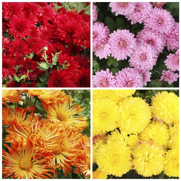 Beautiful chrysanthemum flowers, close-up, outdoors — Stock Photo, Image