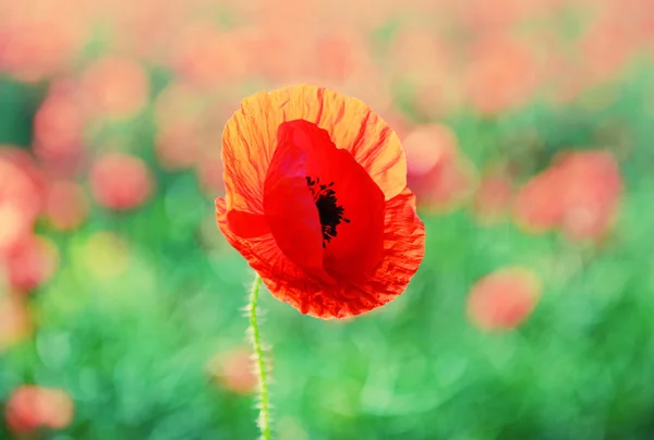 Flor de amapola, al aire libre — Foto de Stock