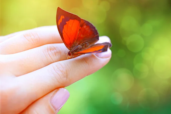 여성의 손에 앉아 아름 다운 화려한 나비 클로즈업 — 스톡 사진