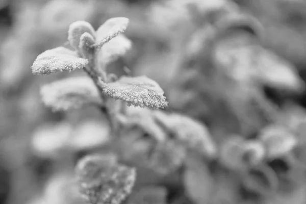 Belle foglie invernali gelide su sfondo naturale azzurrato, da vicino — Foto Stock