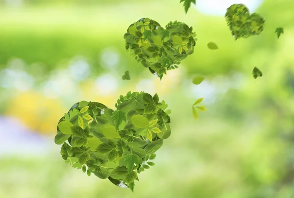 Cuori di diverse foglie verdi, sullo sfondo della natura — Foto Stock