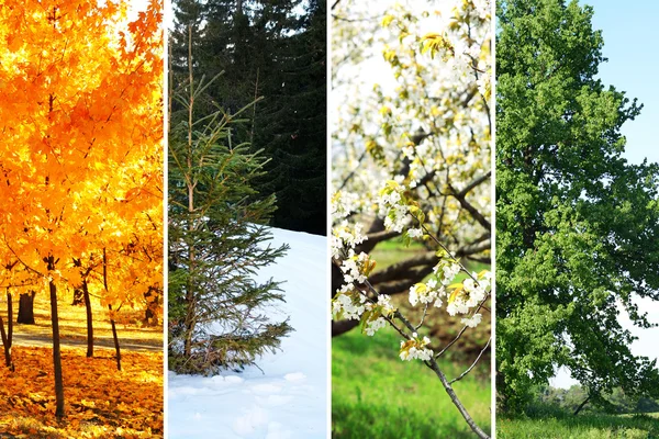 Four seasons collage: several photos of beautiful trees at different time of the year - winter spring, summer, autumn