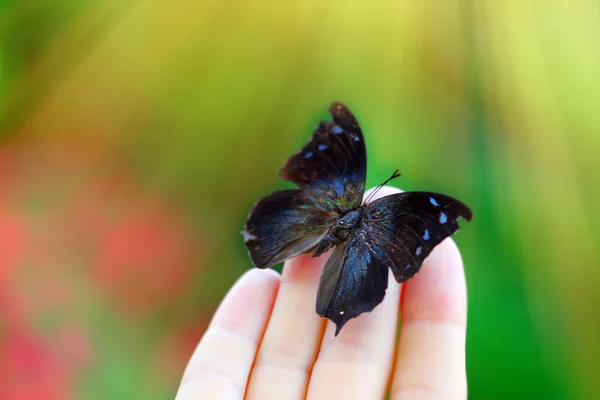 Beautiful colorful butterfly sitting on female hand, close-up — Stock Photo, Image