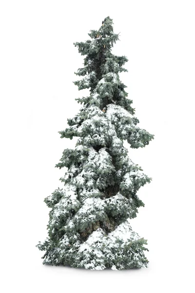 A hó, elszigetelt fehér fenyő — Stock Fotó