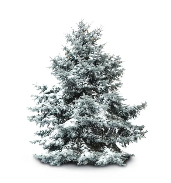 Fir-tree met sneeuw, geïsoleerd op wit — Stockfoto