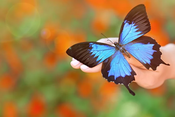 Schöner bunter Schmetterling sitzt auf weiblicher Hand, Nahaufnahme — Stockfoto