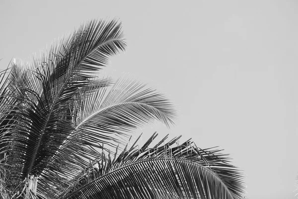Palmeira close-up — Fotografia de Stock