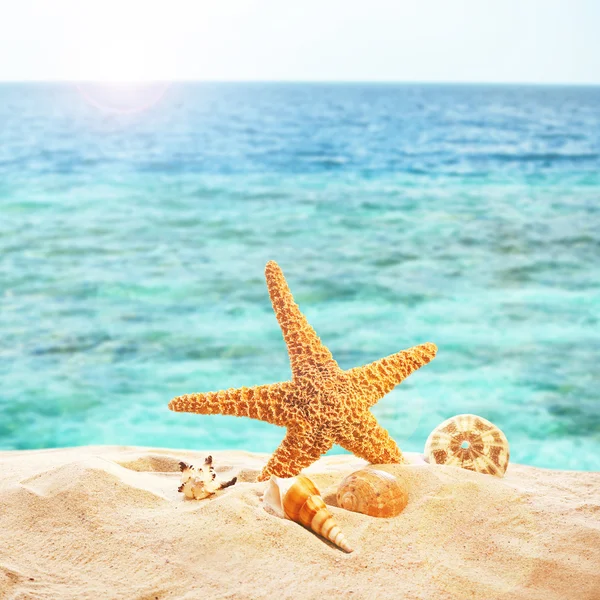 Starfish and shells on sand — Stock Photo, Image